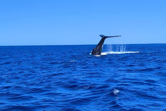 Private Tour Whale Watching Half Day Tour - The private price makes sense for a full group