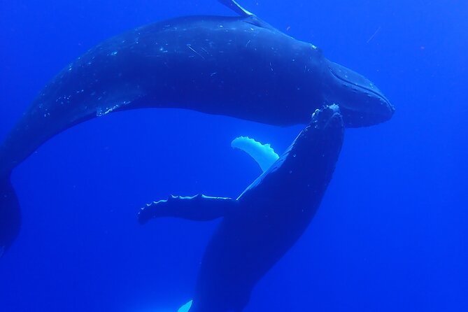 Private Tour Whale Watching Half Day Tour - Humpback whales may appear in many forms