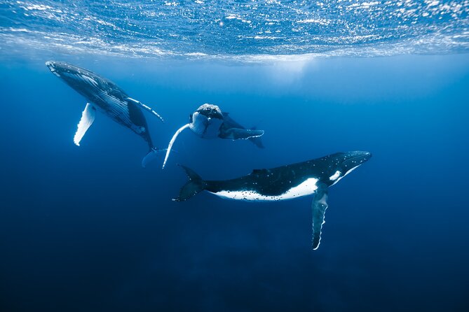 Private Whale Watching Adventure in Mo'orea - Key points to know before you book