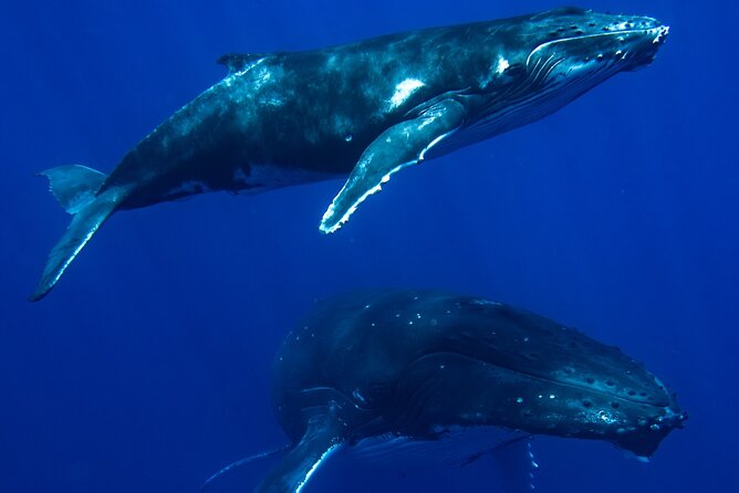 Private Whale Watching Adventure in Mo'orea - The first hours: searching for humpback whales