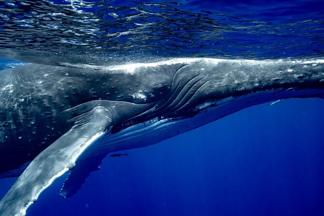 Private Whale Watching Adventure in Mo'orea - Swimming with the whales, under strict limits