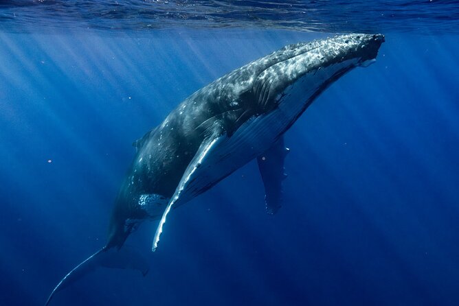 Private Whale Watching Adventure in Mo'orea - What six hours feels like in practice