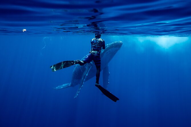 Private Whale Watching Adventure in Mo'orea - Meeting at Plage de Tiahura at 8 a.m.