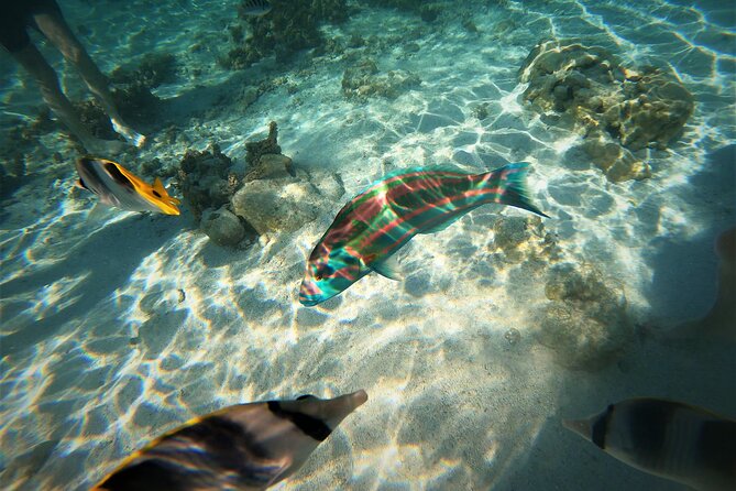 Raiatea-Tahaa Snorkeling in our beautiful Coral Garden - Why this coral garden is the main event