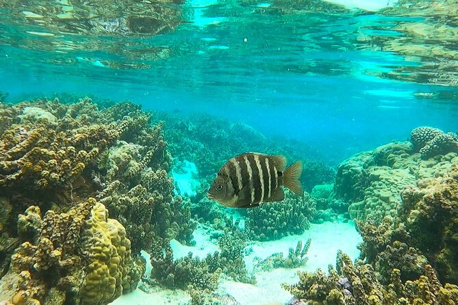 Raiatea-Tahaa Snorkeling in our beautiful Coral Garden - Entering the coral garden at Tautau motu