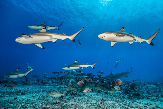 Rangiroa 2-tank Certified Scuba Dive - Health rules and the flight timing warning