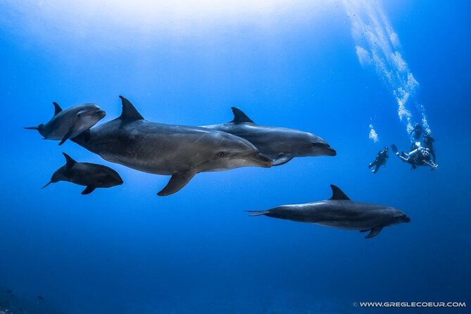 Rangiroa 2-tank Certified Scuba Dive - The second tank and Rangiroa’s wildlife