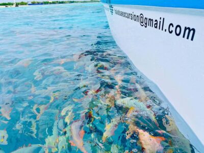Blue Lagoon Tiputa Pass Coral Garden Island Birds