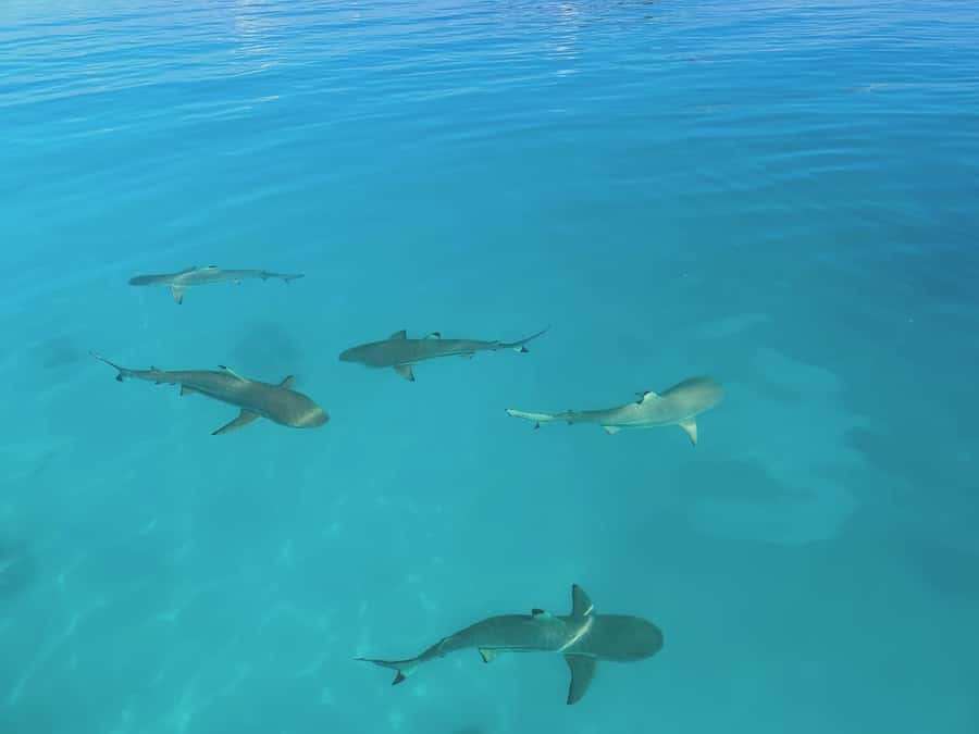 Rangiroa: Blue Lagoon Tiputa Pass Coral Garden Island Birds - Guide communication and the pace of the day
