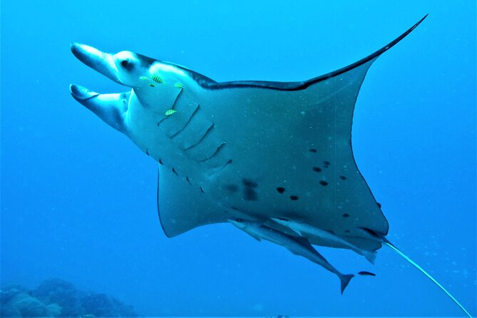 Reef Discovery Half Day Group Signature Tour - Why this 3.5-hour lagoon trip works