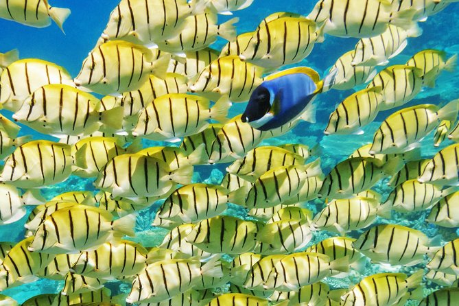 Reef Discovery Half Day Group Signature Tour - Eagle rays, sharks, and stingrays in shallow water