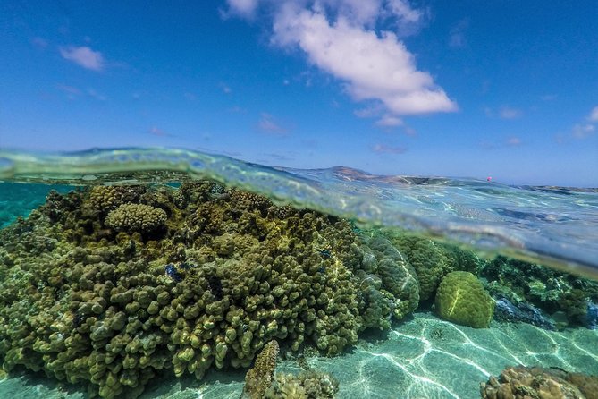Reef Discovery Half Day Group Signature Tour - What the guide adds to the experience