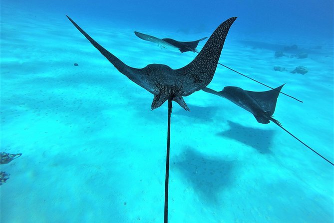 Reef Discovery Half Day Group Signature Tour - Who should book, and who should choose private