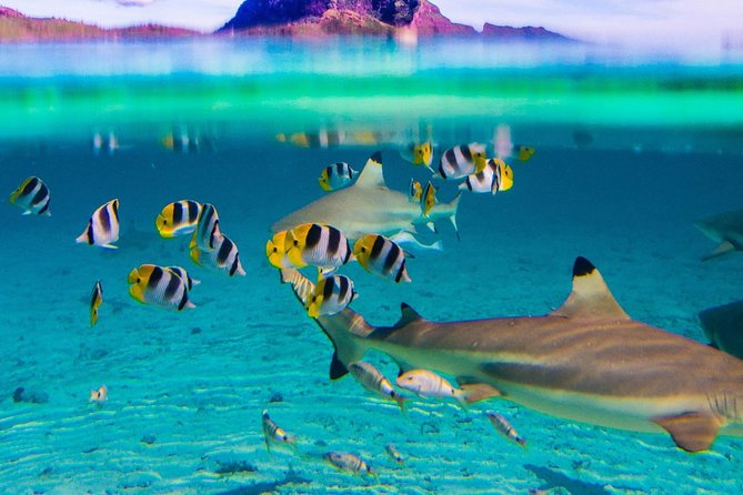 Reef Discovery Half Day Group Signature Tour - How reliable are the wildlife sightings?