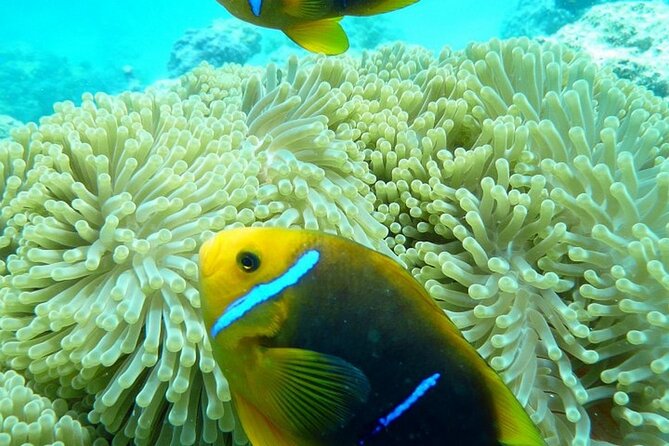 Reef Discovery Luxury Private Snorkeling Lagoon Tour - How the custom route works