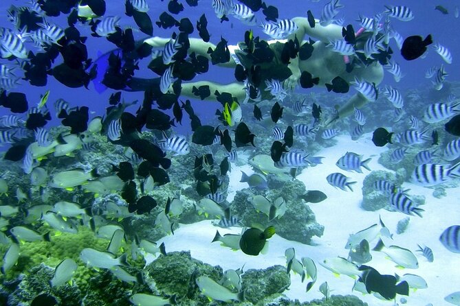 Reef Discovery Private Full Day Lagoon Tour & Water Lunch - Is $1,883.06 a fair price for two?