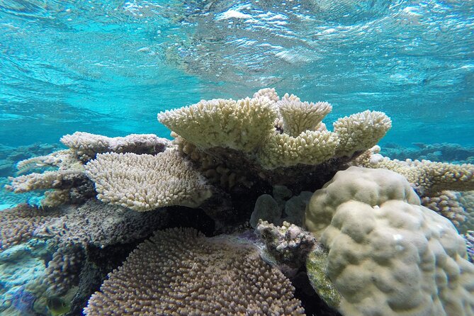 Reef Discovery Private Full Day Lagoon Tour & Water Lunch - Booking, pickup, and cancellation details