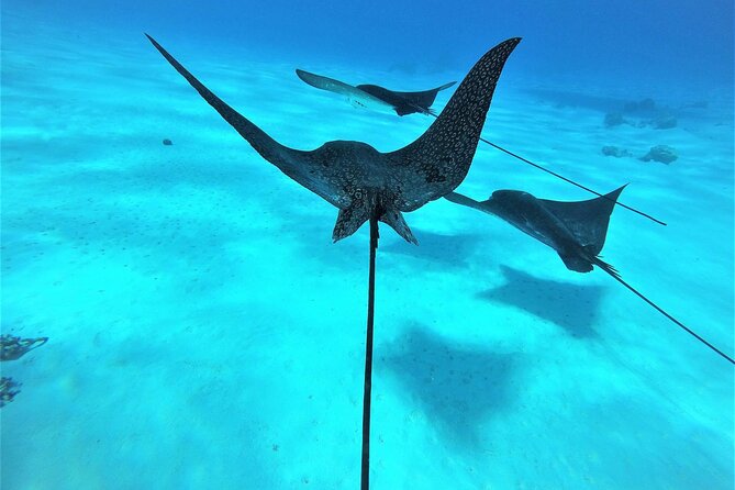 Reef Discovery Private Full Day Lagoon Tour & Water Lunch - The preserved coral garden and its sea life