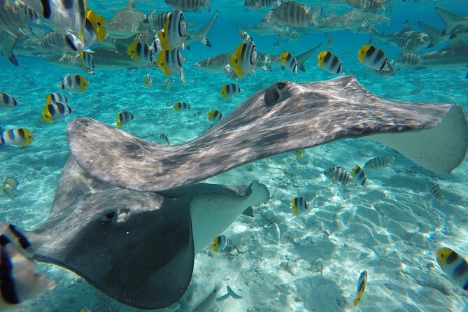 Reef Discovery Private Half Day Lagoon Tour - Physical effort and what to clarify