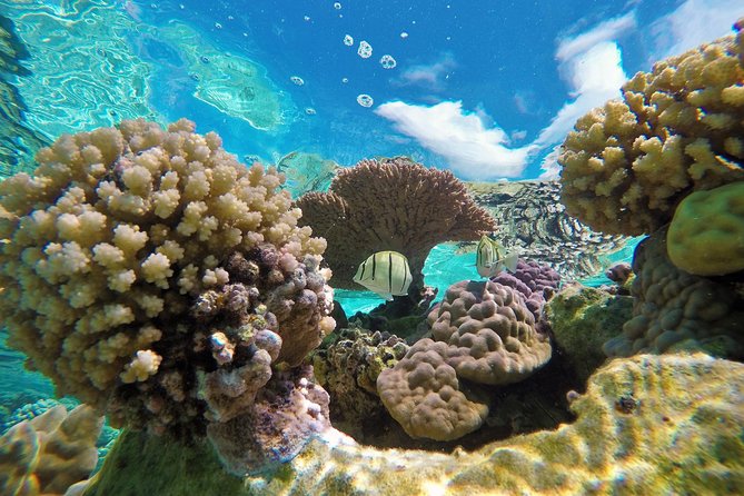 Reef Discovery Private Half Day Lagoon Tour - Four stops, four different reasons to get in the water