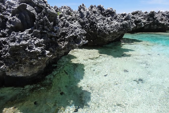 REEF ISLAND | private island | pink sand | natural swimming pools - The aquarium snorkeling stop