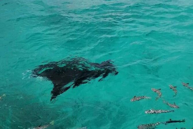 Reef island private tour - Walking across the feo and snorkeling the coral garden
