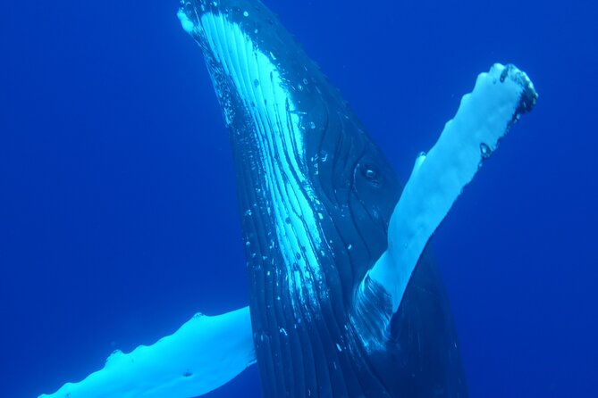 Respectful whale excursion to Tahiti in 4h30 - Leaving Papeete Marina at 7am or noon