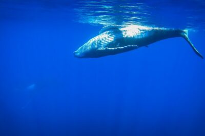 Respectful whale excursion to Tahiti in 4h30
