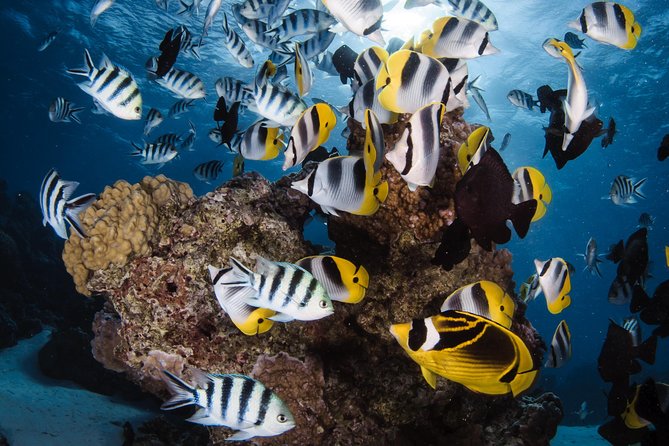 Romantic Dive for beginners in Bora Bora (2 people) with Video - A small, private introduction to Bora Bora scuba