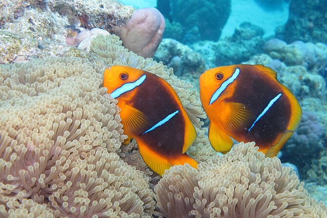 Romantic Dive for beginners in Bora Bora (2 people) with Video - The video changes the value of the outing