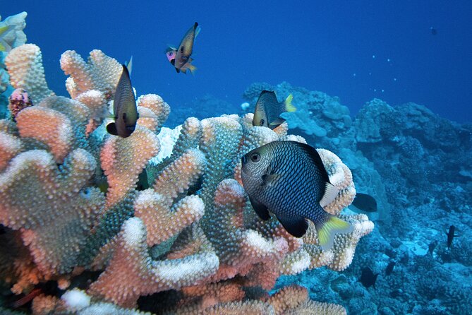 Romantic Dive for beginners in Bora Bora (2 people) with Video - Timing, weather, and the no-fly rule