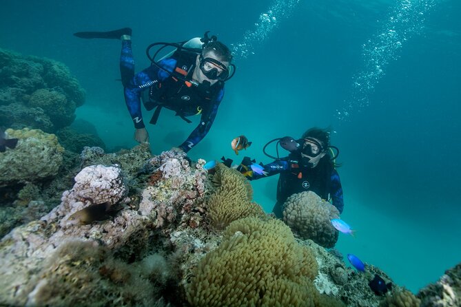 Romantic dive in the lagoon of Bora Bora. Private instructor on a shared boat - A private guide makes the underwater time easier