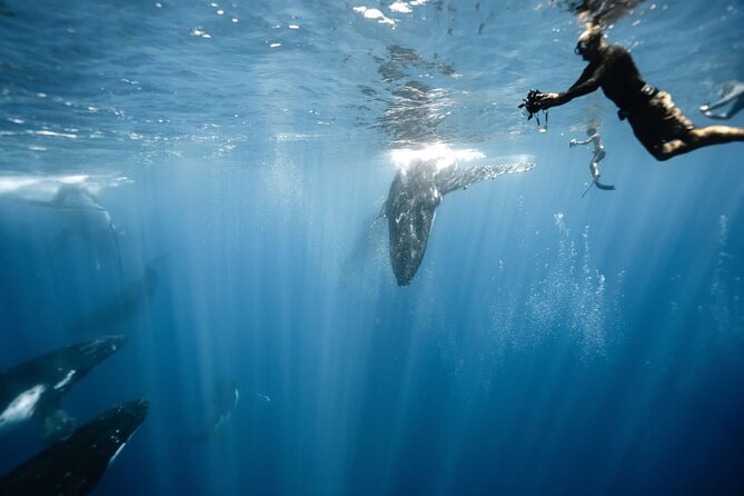Sacred Experience Swimming with a Whale in Moorea - Key points before you book