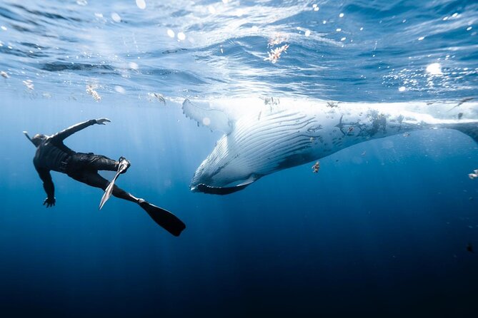 Sacred Experience Swimming with a Whale in Moorea - The search for humpback whales