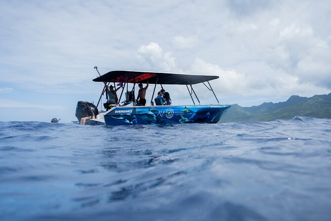 Sacred Experience Swimming with a Whale in Moorea - A quieter return through Moorea’s lagoon