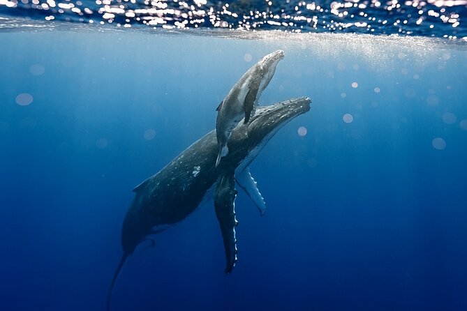 Sacred Experience Swimming with a Whale in Moorea - Setting out from Marina Vai’are
