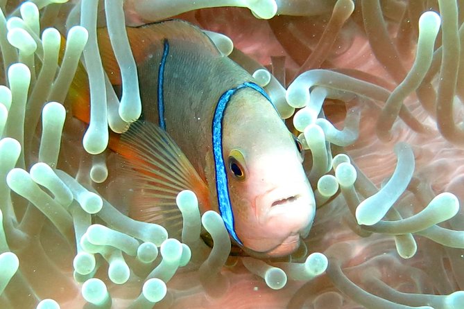 Sea Scooter Jet Snorkeling "Moorea Dream Adventure" - What is included, and what costs extra