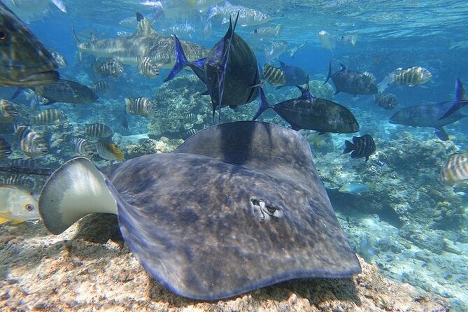Sea Scooter Jet snorkeling "Moorea Reef Adventure" - Meeting the guide at 2 p.m.