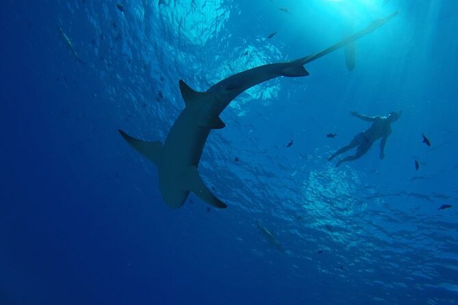 SHARED HALF DAY LAGOON TOUR - Bora Bora Cultural Lagoon Tour - Swimming above preserved coral gardens