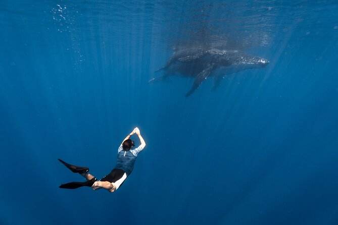 Shared Whale Expedition - Key points to know before you book