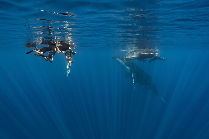 Shared Whale Expedition - Four hours in search of Moorea’s humpback whales