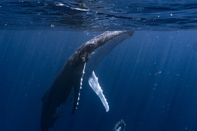 Shared Whale Expedition - Watching the whales from Inutai