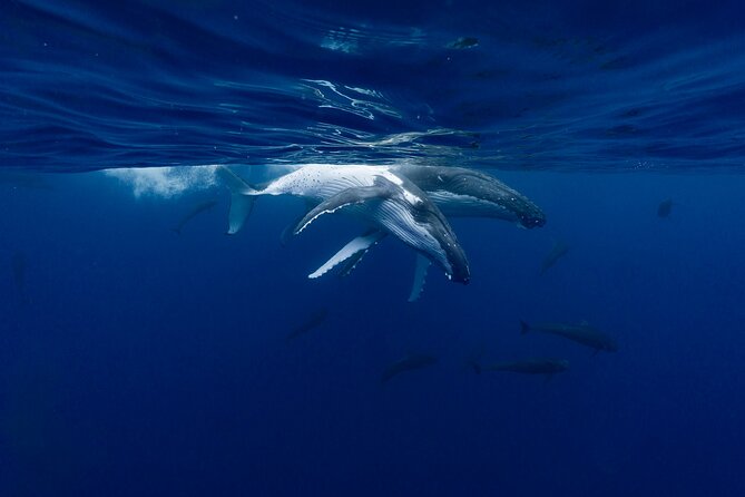 Shared Whale Expedition - What a whale encounter may look like