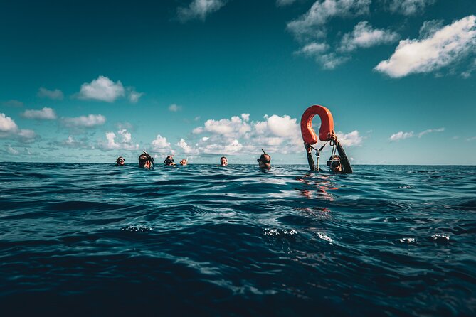 Shared Whale Expedition - Swimming requirements are more serious than the brochure wording suggests