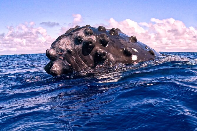 Shared Whale Expedition - Respectful encounters with animals
