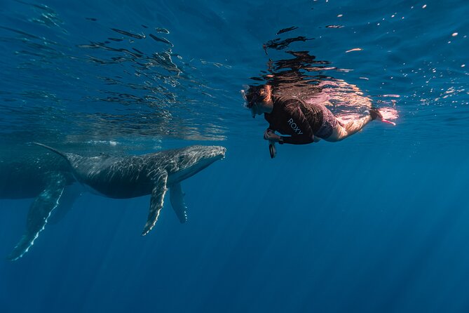Shared Whale Expedition - The guides are a major part of the value