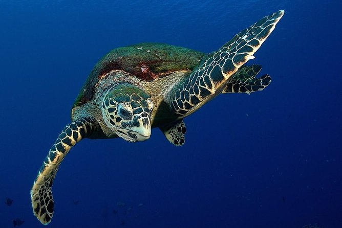 Small group snorkeling (5 people max): Turtles at 7:30am - Key points to know before booking