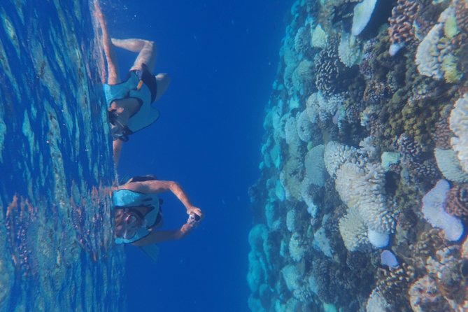 Small group snorkeling (5 people max): Turtles at 7:30am - The included photos are a real benefit