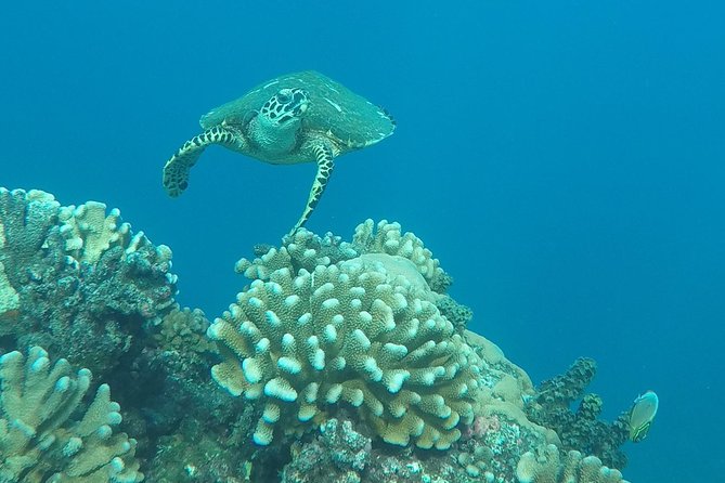 Small group snorkeling (5 people max): Turtles at 7:30am - What the $104.65 price buys you