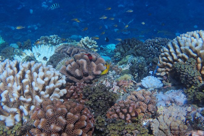 Small group snorkeling (5 people max): Turtles at 7:30am - Who will enjoy this Tahiti snorkeling tour most